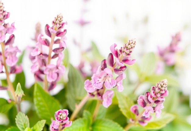 a close up of a plant with purple flowers