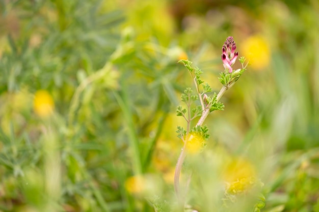 A close up of a plant with purple flowers