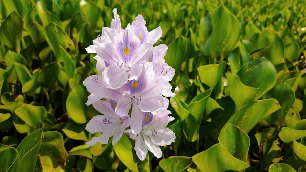 A close up of a plant with purple flowers