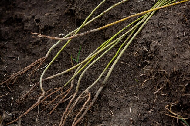 A close up of a plant with roots laying on the ground