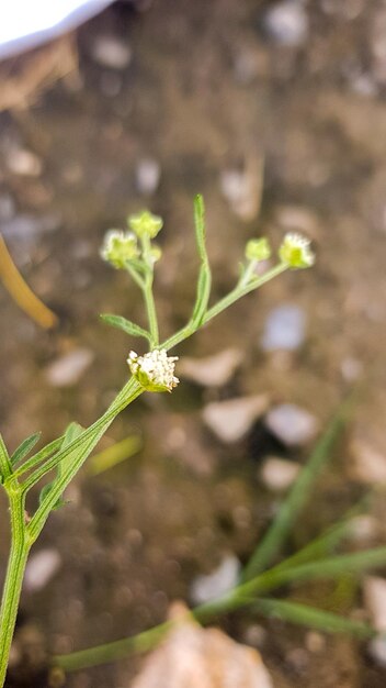 Photo a close up of a plant with a small white flower