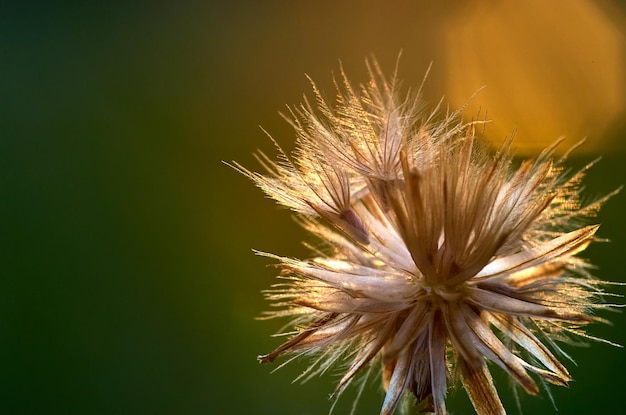 Photo a close up of a plant with the sun shining on it