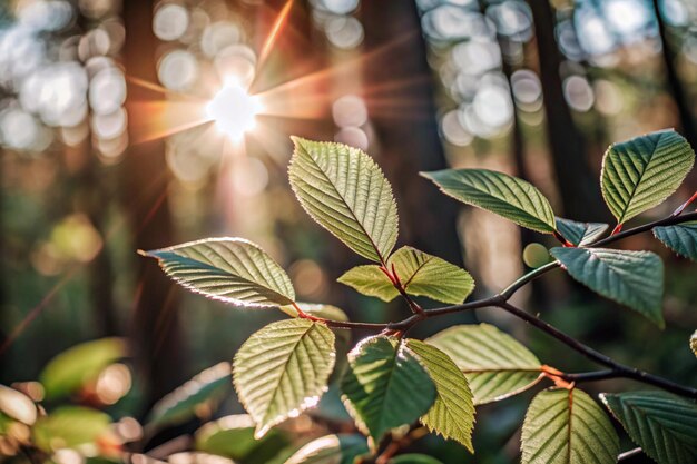 a close up of a plant with the sun shining through the leaves