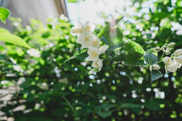 a close up of a plant with white flowers