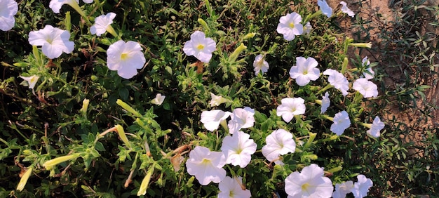 A close up of a plant with white flowers