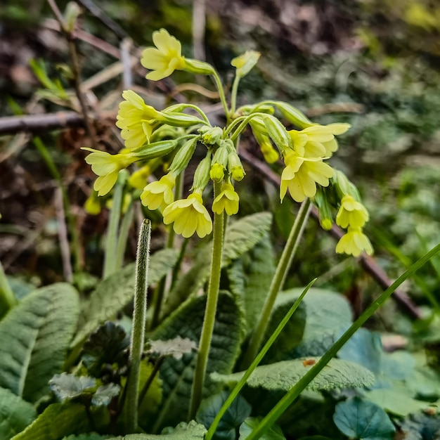 A close up of a plant with yellow flowers and green leaves.