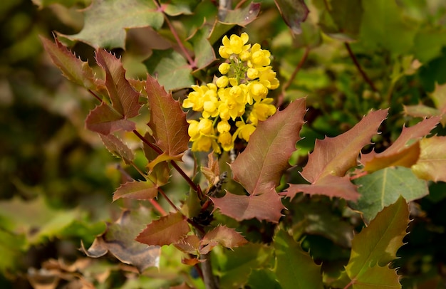 A close up of a plant with yellow flowers