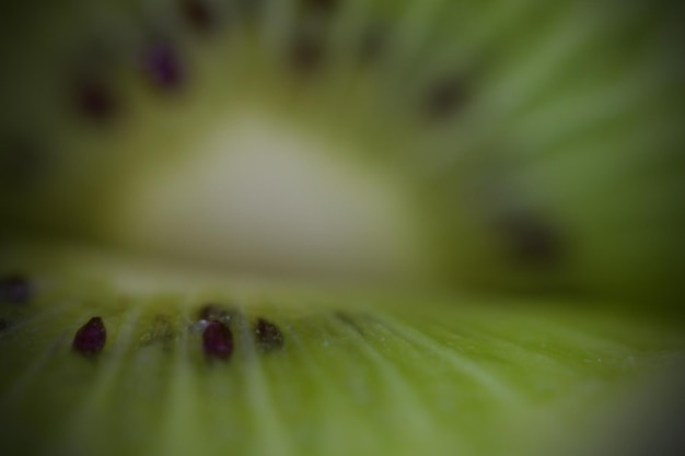 Photo close-up of plant