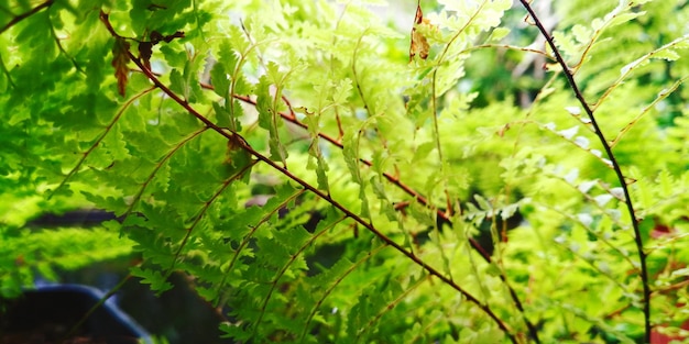 Close-up of plant