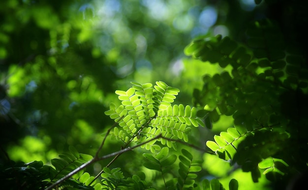 Close-up of plant