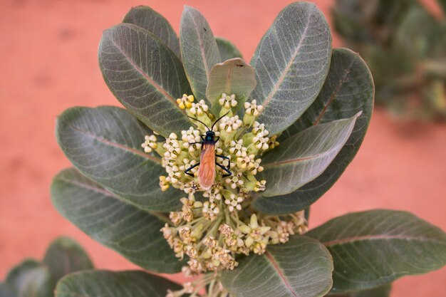 Photo close-up of plant