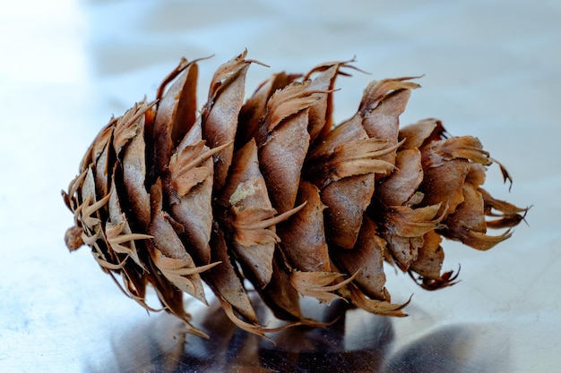 Photo close-up of plant