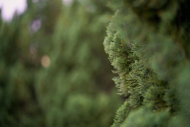 Photo close-up of plant