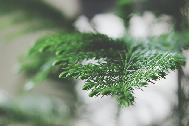 Photo close-up of plant