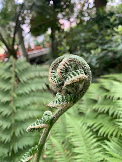 Photo close-up of plant