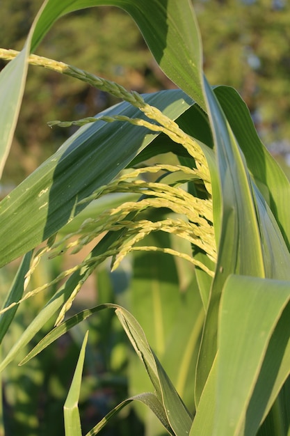 A close up of a plant