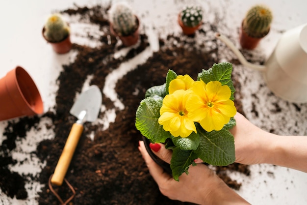 Close up planting plant bulb in soil