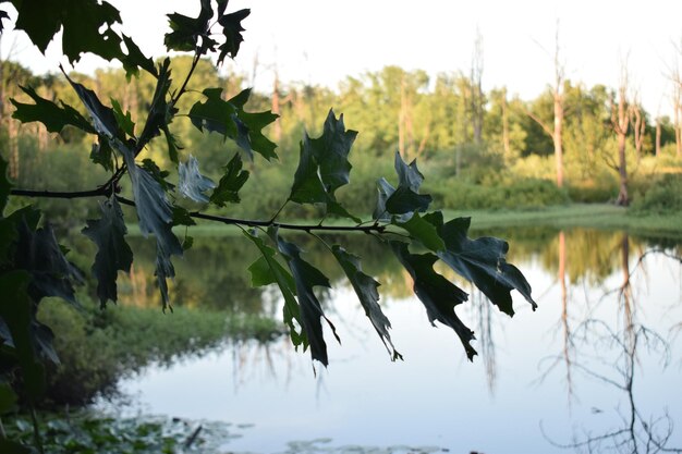 Photo close-up of plants by lake against sky