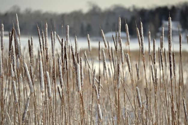 Photo close-up of plants on field