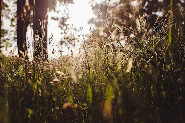 Close-up of plants on field