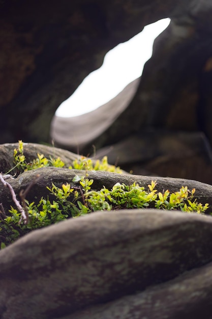 Photo close-up of plants growing in cave