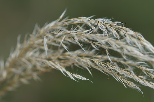 Photo close-up of plants growing outdoors