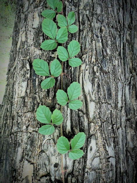 Photo close-up of plants growing on tree trunk