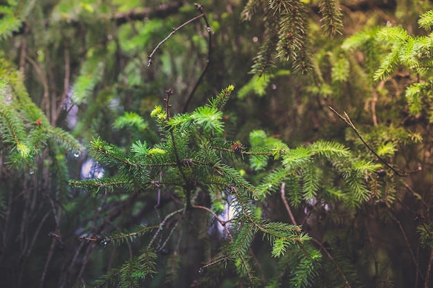 Photo close-up of plants growing on tree