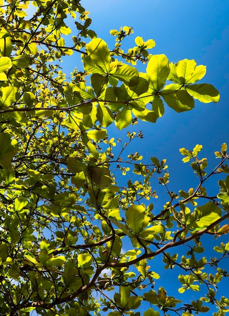 Close up of plants with leafs