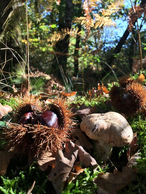 Close-up of plants