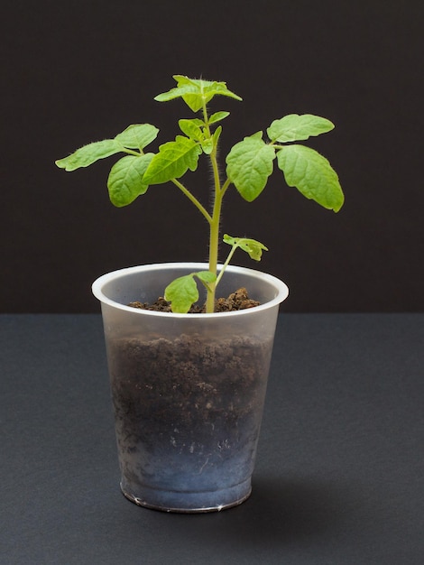 Close up a plastic can with young tomato seedling in a soil Cultivation of vegetables