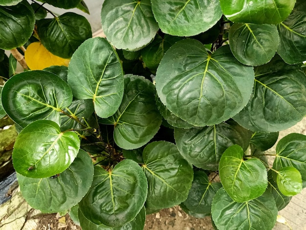 A close up of a plum aralia plant with green leaves and yellow leaves