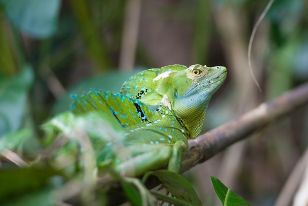 Close up of a plumed basilisk in Costa Rica tropical forest.