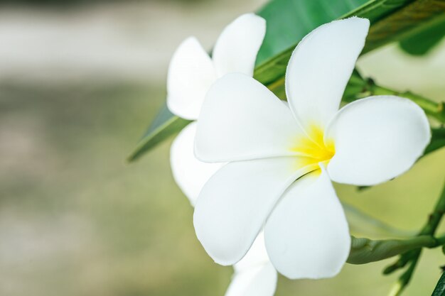 Close up of plumeria frangipani flowers with leaves, plumeria frangipani flowers blooming on the tree