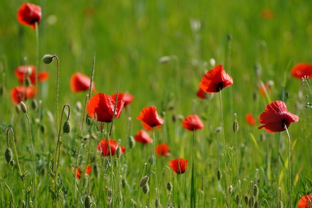 Photo close-up of poppies blooming in field