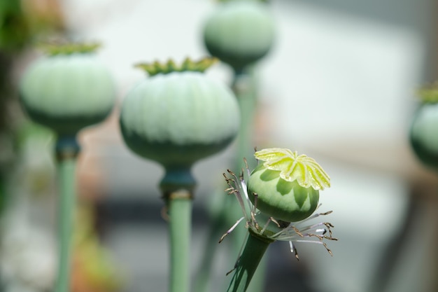 Photo close-up of poppy flower buds