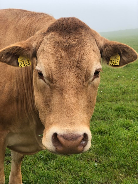 Close-up portrait of an adult brown cow in a meadow, Cliffs of Moher, Ireland