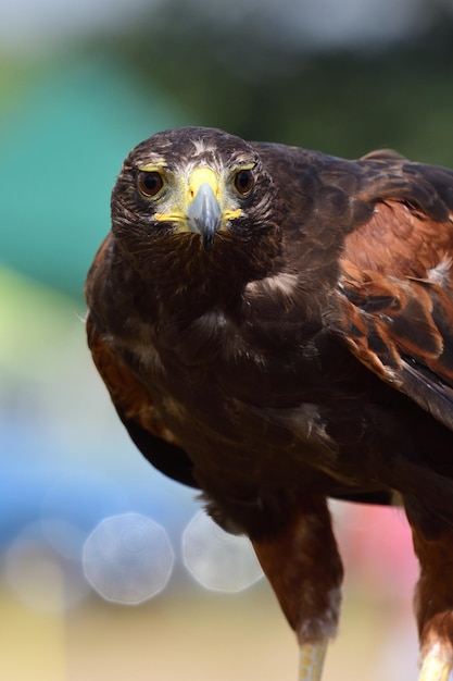 Close-up portrait of an animal