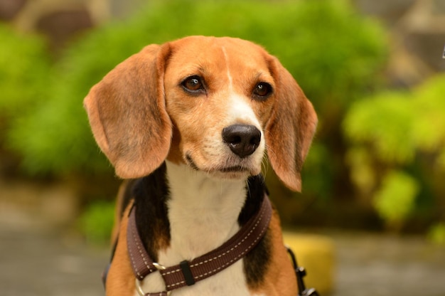 Photo close-up portrait of beagle dog