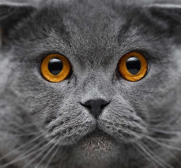 Close-up portrait of beautiful British cat with golden eyes.