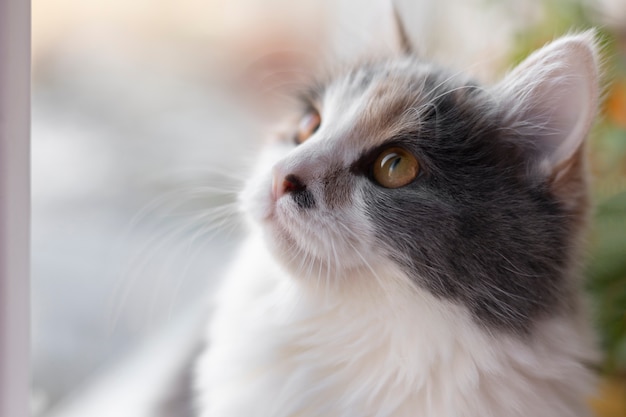 Close up portrait on beautiful cat