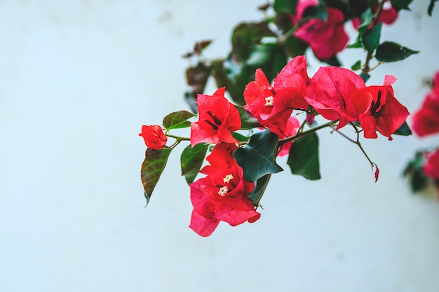 Close up portrait of beautiful flowers in front of white wall