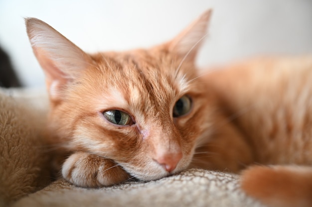 Close up portrait of beautiful ginger lazy lying cat