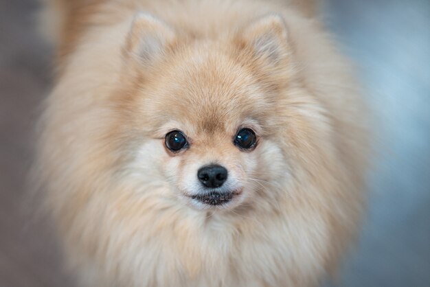 Close up portrait of beautiful little Pomeranian Spitz dog