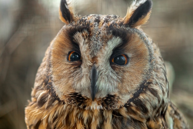 Close up portrait of beautiful owl