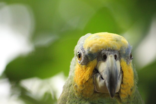 Photo close-up portrait of a bird