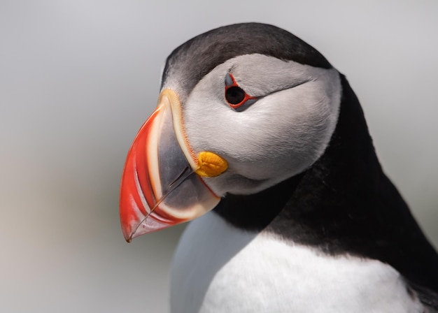 Close-up portrait of a bird