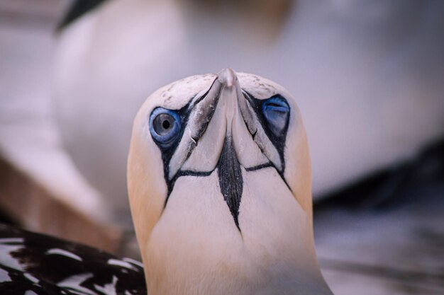 Photo close-up portrait of a bird