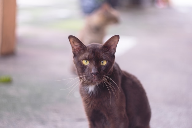 close up portrait black cat looking at camera with big yellow eyes