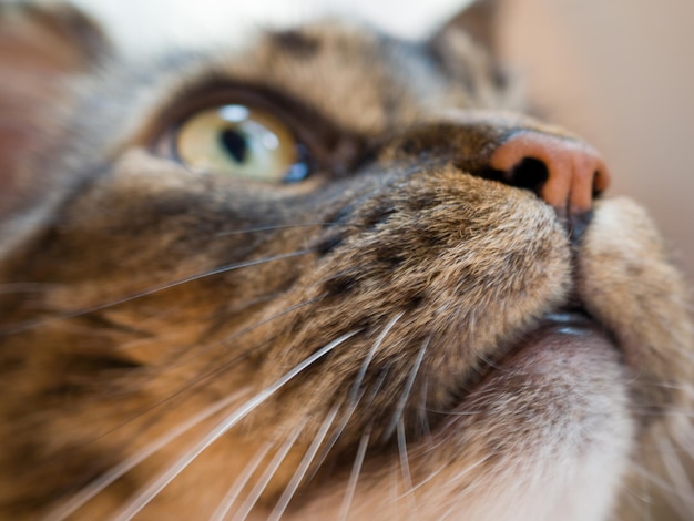 Close up portrait of black tabby Maine Coon cat Adorable cute male cat looking away